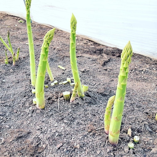 【北海道民限定】送料無料グリーンアスパラМサイズ1㎏